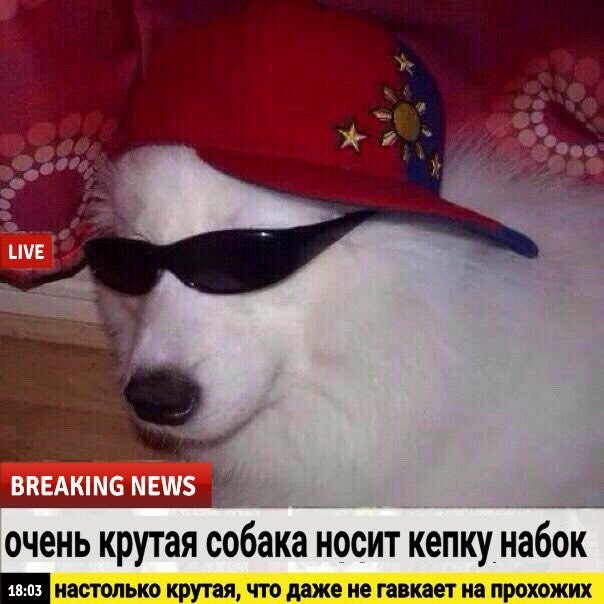Доброжелательные новости, которые мы заслуживаем животные, интересное, новости, фотоприкол