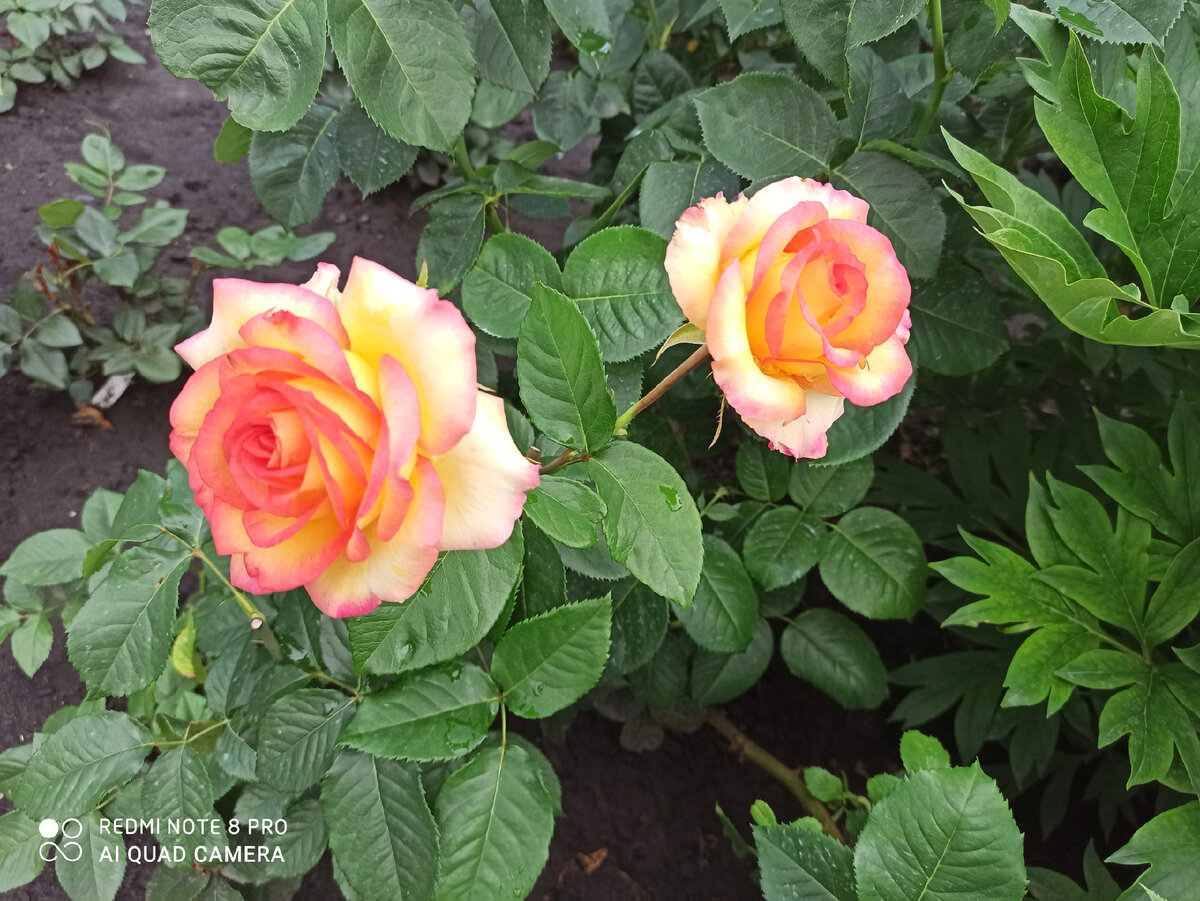 Розы в саду Светланы, листайте фото >>