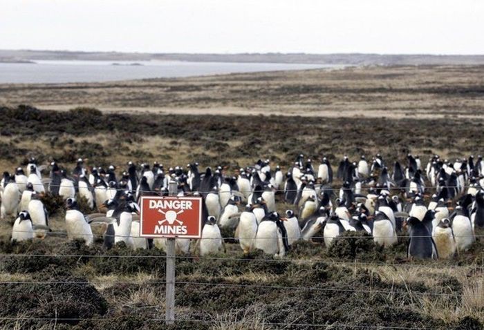 Заминированное побережье стало домом для миллиона пингвинов остров, пингвины