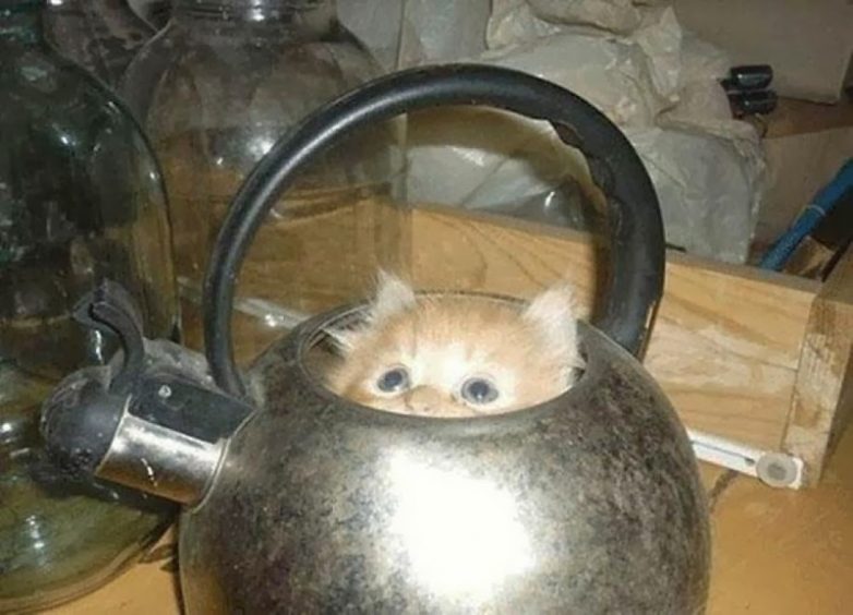 Ох, уж эти кошки