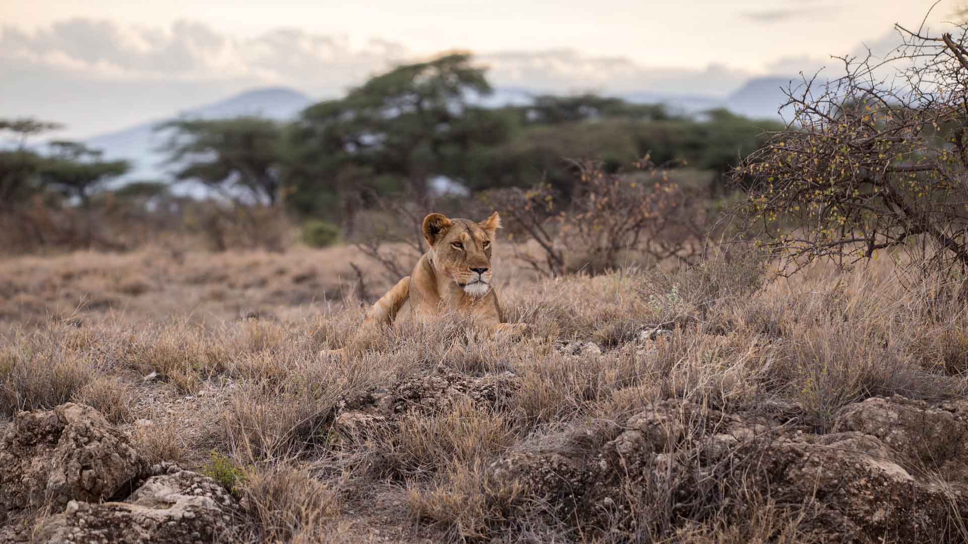 Лев - царь зверей, но является уязвимым видом