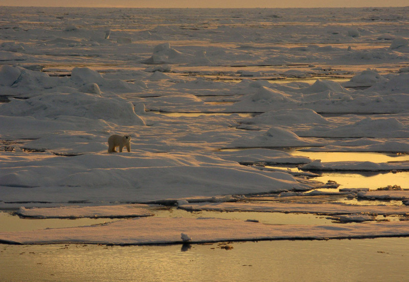 Белый медведь на Аляске животные, море, океан, природа, рыба