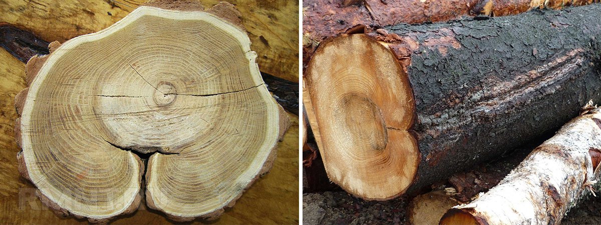 виды дефектов древесины
