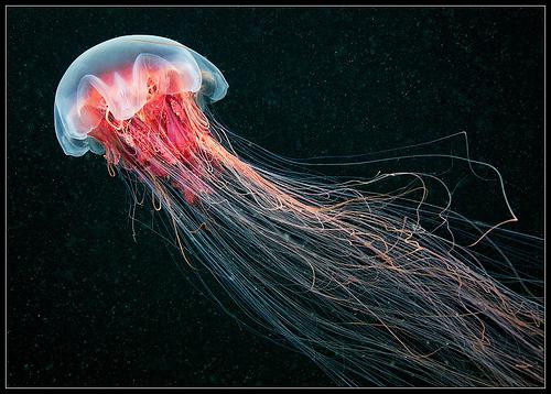 Вся правда о том, как медузы размножаются