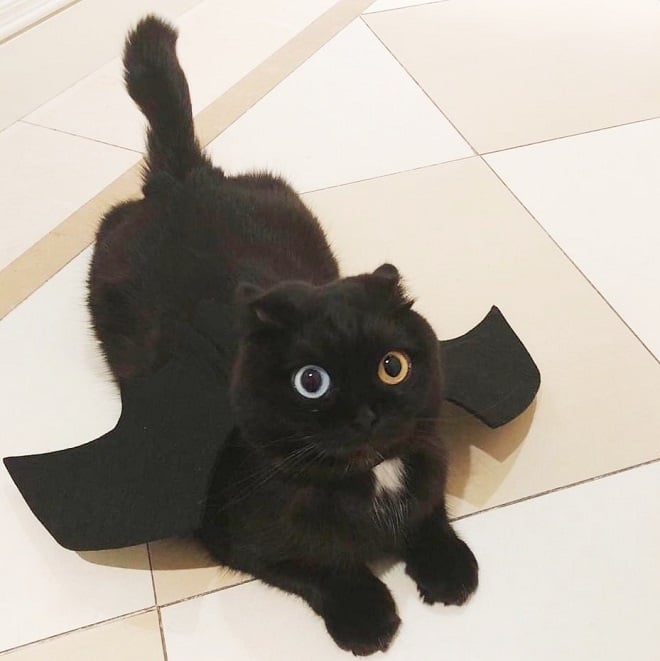 Черная кошка