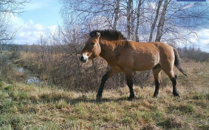 В то, что было снято на камеры в лесах Чернобыля — люди отказываются верить. Только посмотрите на ЭТО В то, что было снято на камеры в лесах Чернобыля — люди отказываются верить. Только посмотрите на ЭТО супер