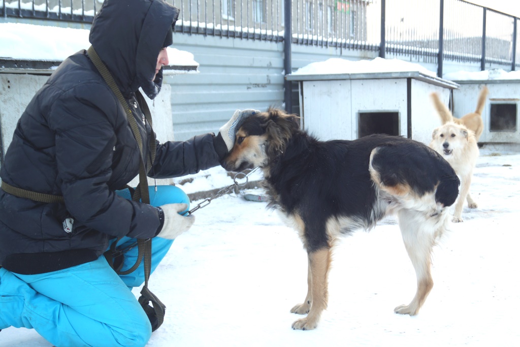 Приют друг. Приют друг Омск. Приют друг для животных Омск. Омский приют для собак друг. Трехлапая собака в приюте.