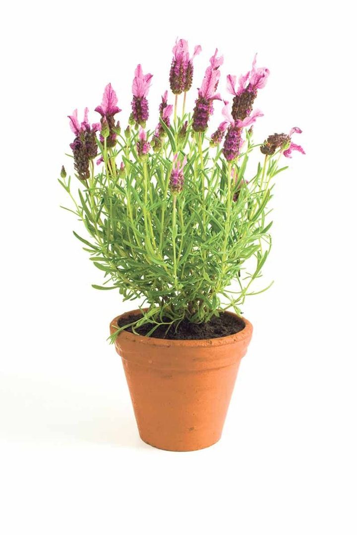 Комнатные растения, которые помогут вам лучше спать по ночам здоровый сон,комнатные растения