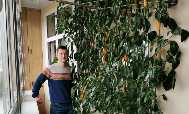 Забор из перца в московской квартире: городской фермер делится опытом