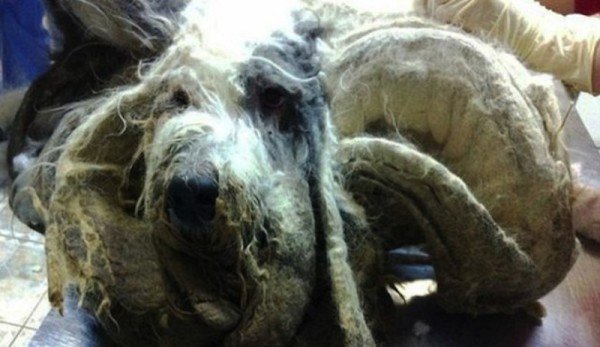 neglected-dog-1