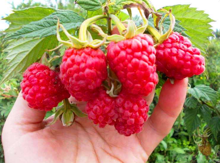 Надпочечники - основные железы мужского и женского здоровья!