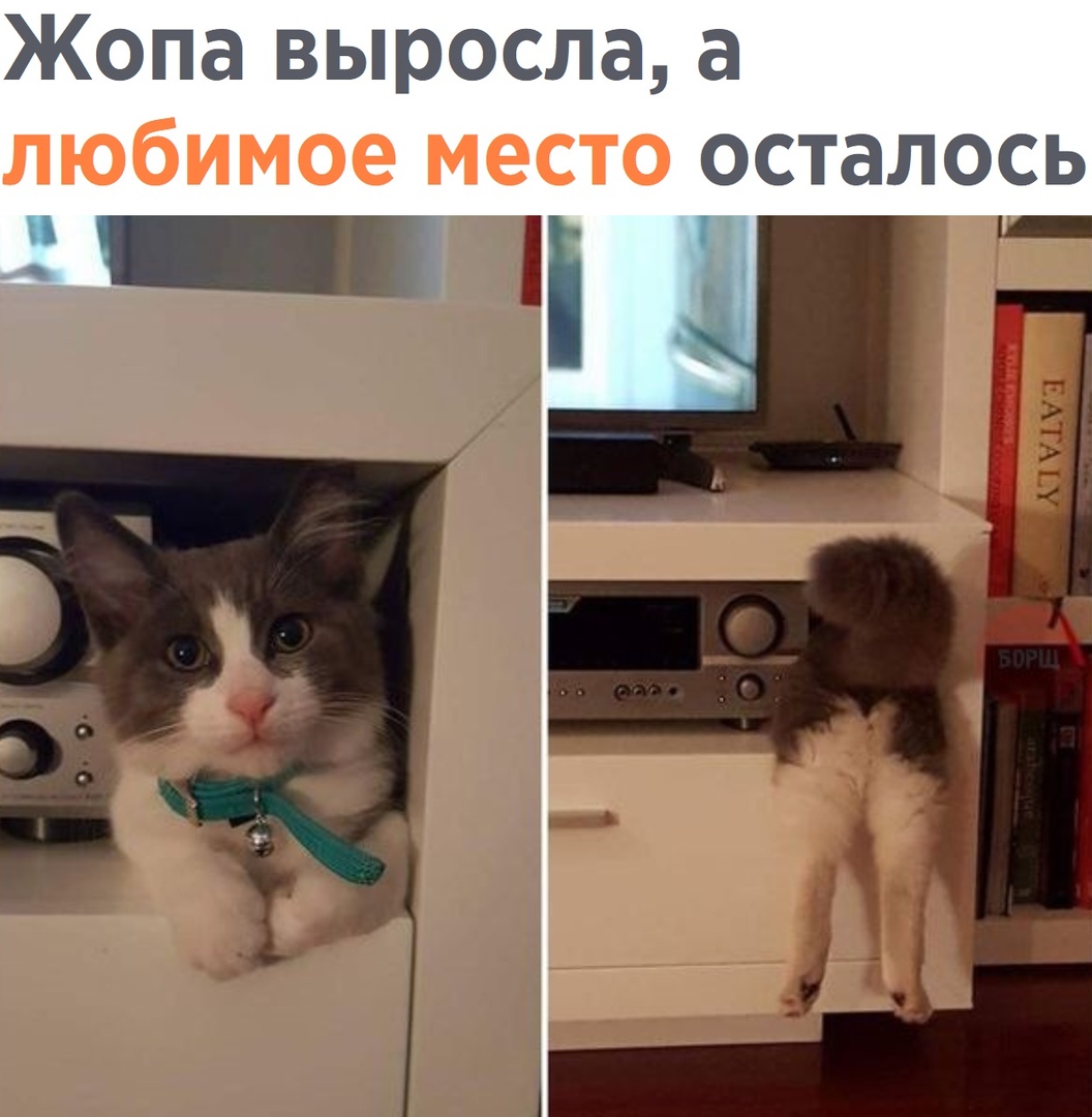 Котик подрос