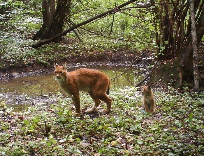 Биолог Сергей Гащак установил в чернобыльском лесу фотоловушки и показал, кто там обитает Биолог Сергей Гащак установил в чернобыльском лесу фотоловушки и показал, кто там обитает дикая природа,интересное,природа,Чернобыль