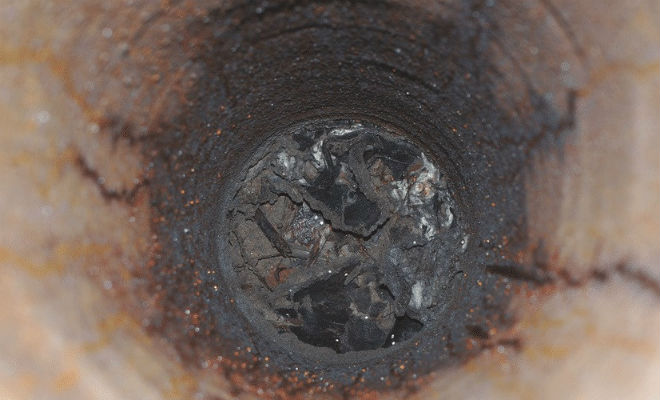 Миллионы муравьев-мутантов сбежали из ядерного бункера в Польше Культура