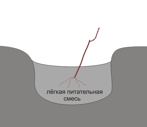 Посадка винограда Посадка винограда