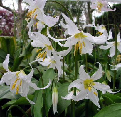 Erythronium montanum (412x400, 37Kb)