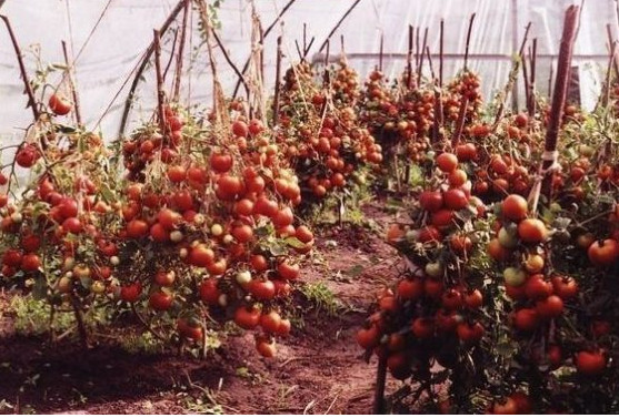 Секреты невероятно высоких урожаев помидоров...