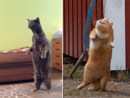 Кошки, которые уже научились стоять на двух ногах 