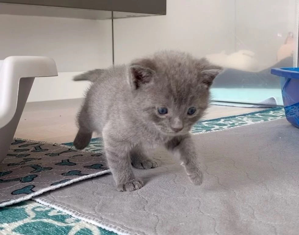 Без кота и жизнь не та