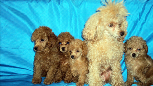 Умница Бетти