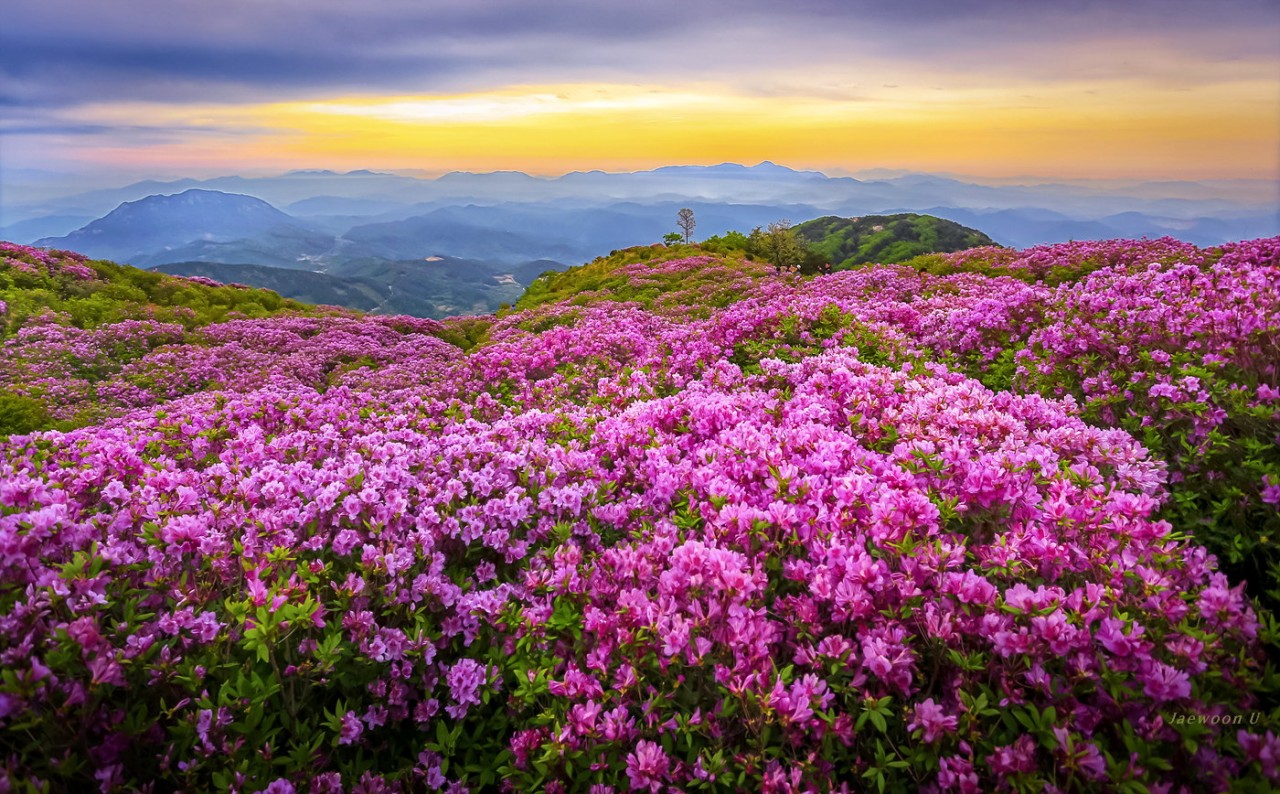 Фотография Royal azalea автор Jaewoon U на 500px