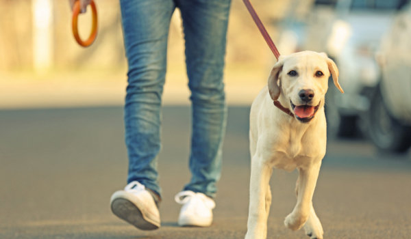 Собака на прогулке