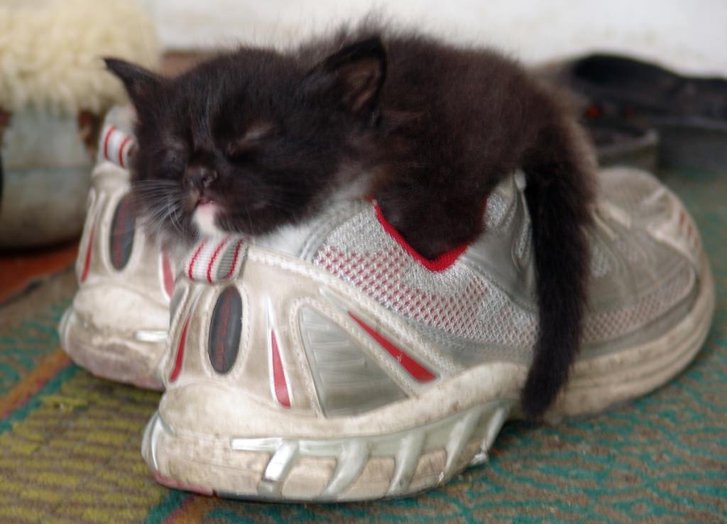 Как из сказки, котики в сапогах Как из сказки, котики в сапогах картинки