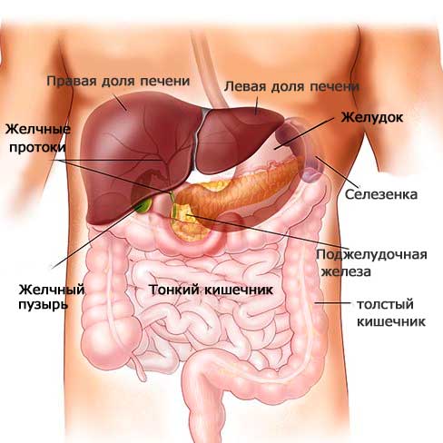 podzheludochnaya-zheleza