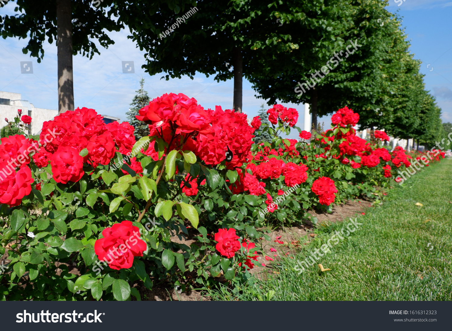 Several fresh red blooming roses on rose bush close up view