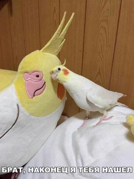 Прикольные фотомемы на Бугаге (21 шт)