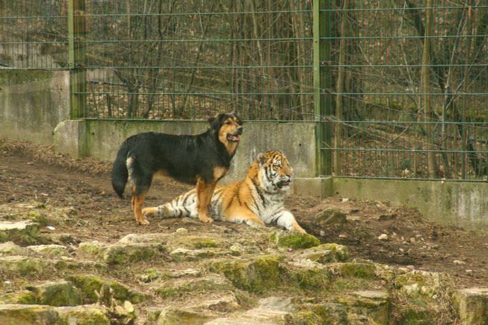 Tiger dog. Дружба тигра и собаки. Тигр и собака Дружба. Дикие собаки в зоопарке. Овчарка Лев.