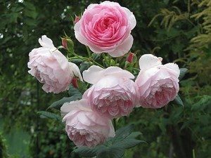 зимостойкой розой Остина