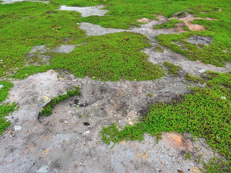 Кунашир: мыс Столбчатый Кунашир: мыс Столбчатый