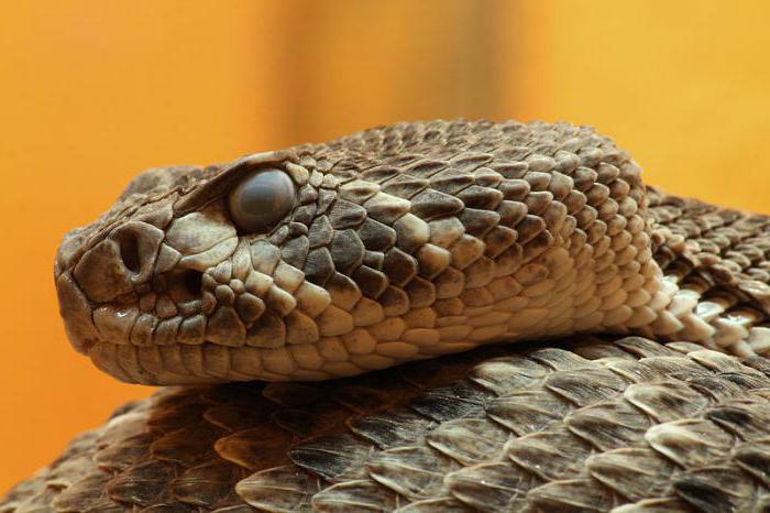 Виды и название змей, фото