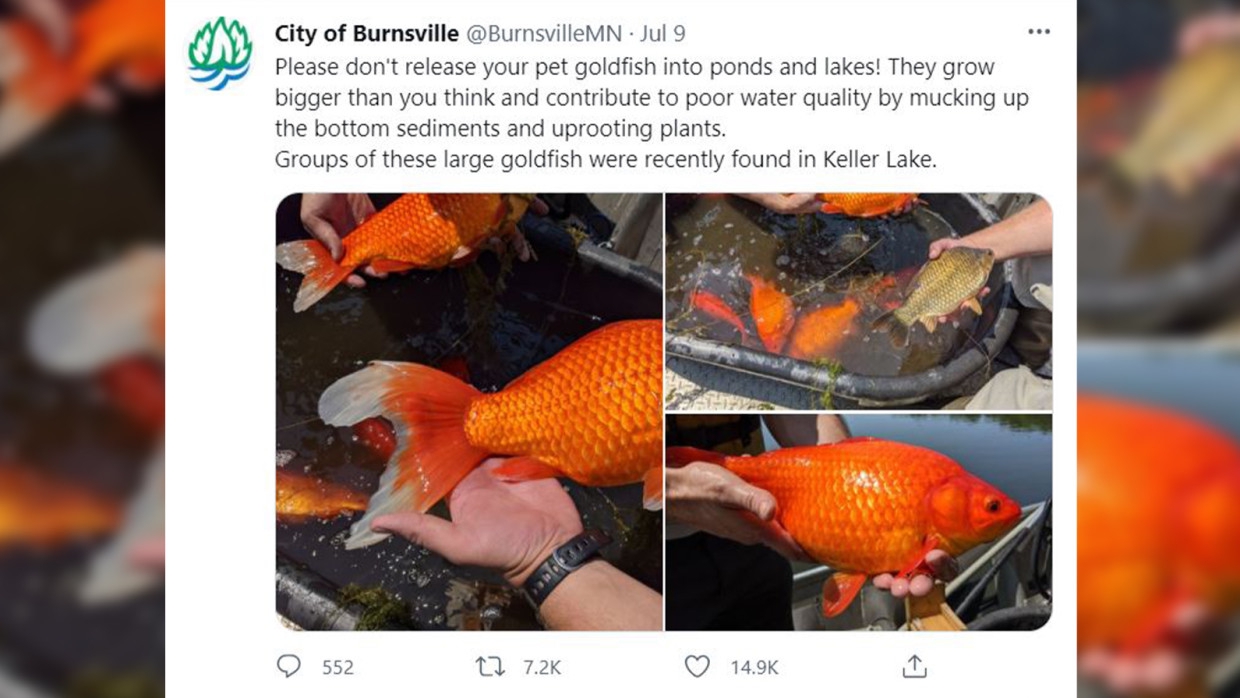 Золотых рыбок огромных размеров обнаружили в водоемах США Золотых рыбок огромных размеров обнаружили в водоемах США Общество