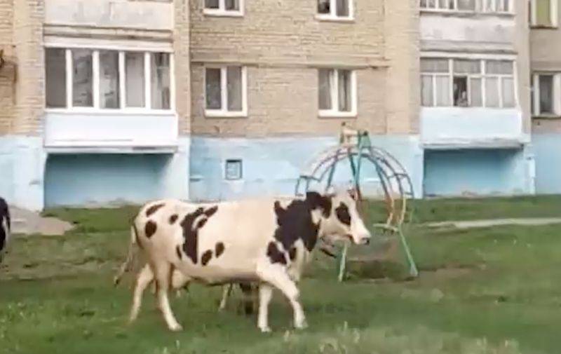 В городе Верхний Уфалей в Челябинской области коровы нападают на людей