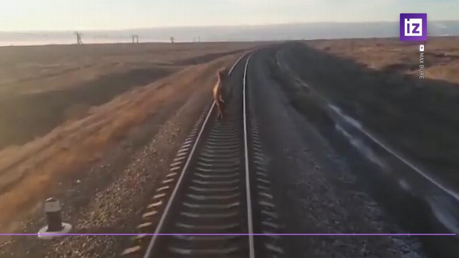 Поезд Ташкент–Москва опоздал из-за бегущего по путям верблюда
