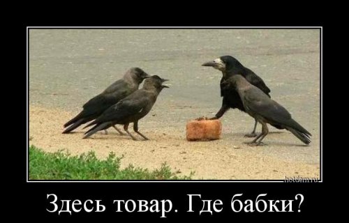 Новые демотиваторы для всех (13 шт)