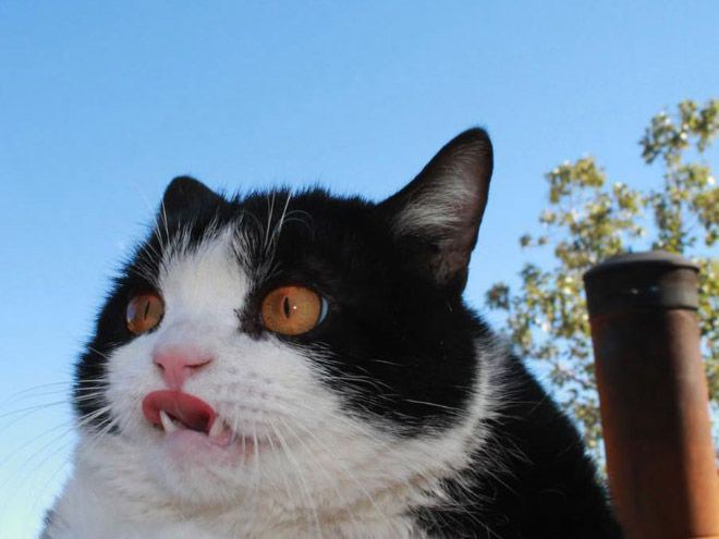 20 самых дурацких котиков, которых мы смогли отыскать