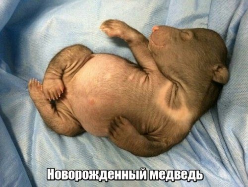 Самые забавные картинки 