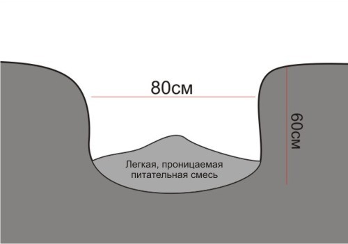 Посадочная яма для винограда Посадочная яма для винограда