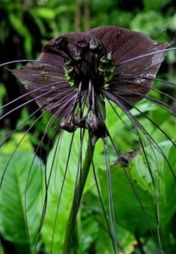 Самые жуткие растения в мире, которые растут, возможно, у вашего дома Самые жуткие растения в мире, которые растут, возможно, у вашего дома природа,растения,цветы