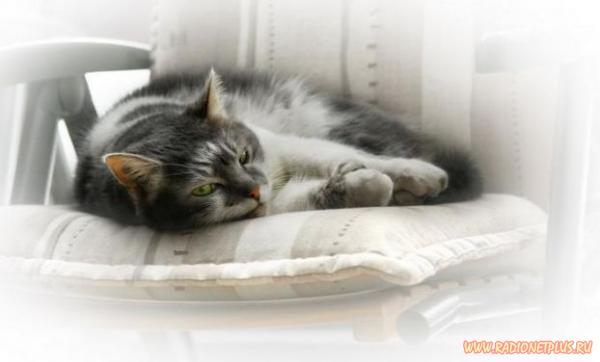 Очаровательные мурлыки 