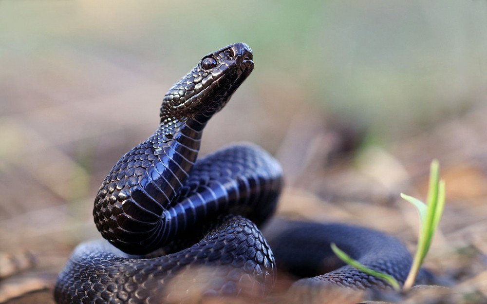 🐍 В Подмосковье проснулись змеи