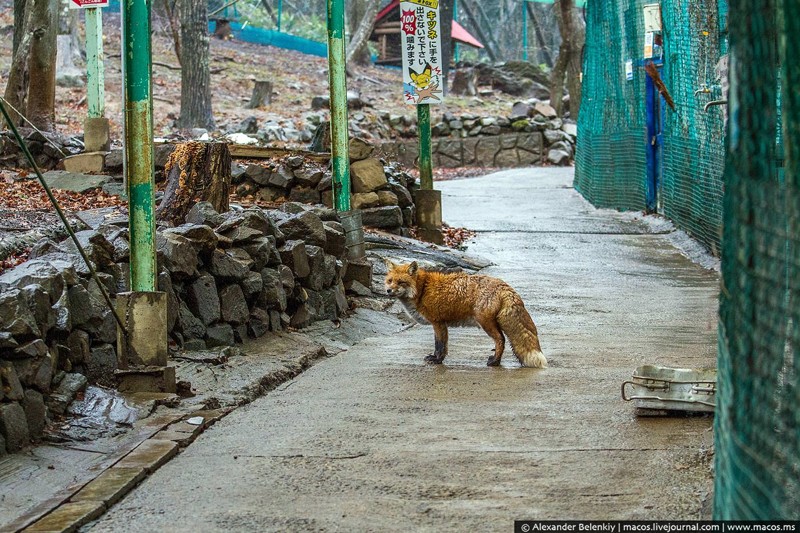 Не прошло и секунды, как я вошёл внутрь — меня тут же учуяли. Пробегавшая вдалеке лиса остановилась, посмотрела на меня, и решив, что сыта этим утром, потрусила дальше. животные, лисы, япония