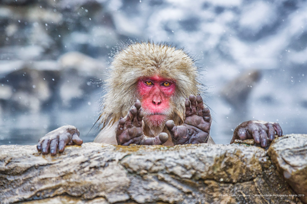 Фотографии финалистов Comedy Wildlife Photography Awards 2019