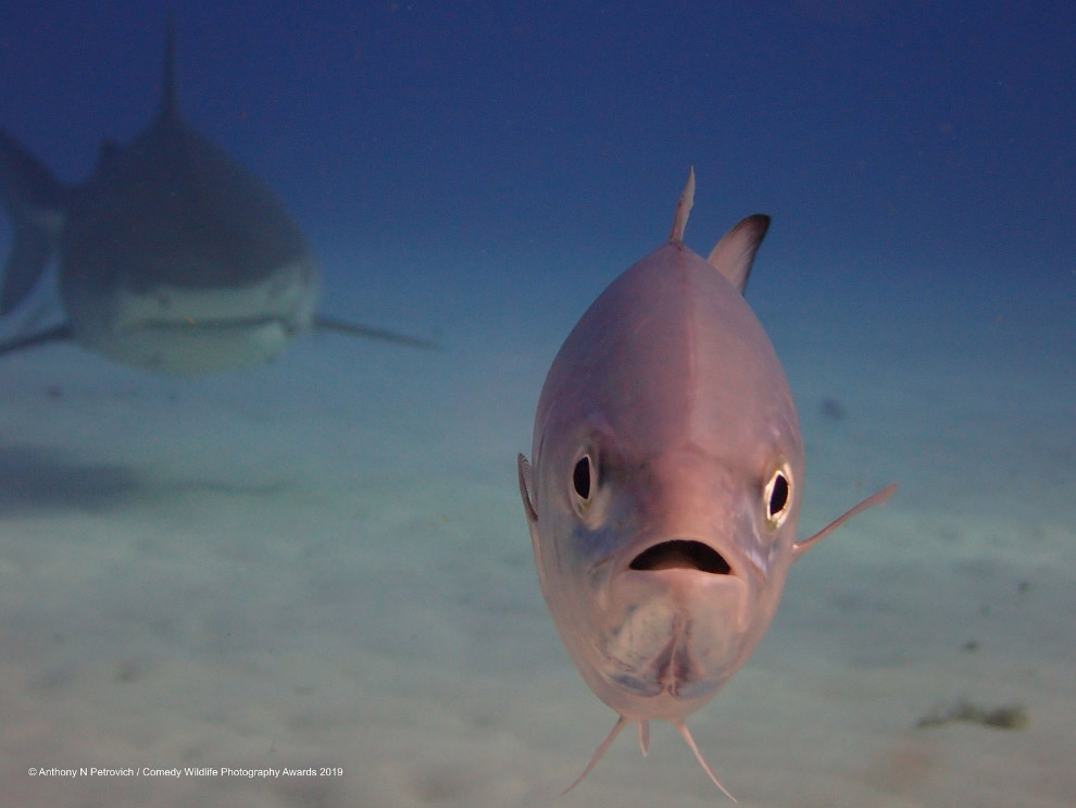 Фотографии финалистов Comedy Wildlife Photography Awards 2019