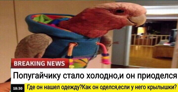 Доброжелательные новости, которые мы заслуживаем животные, интересное, новости, фотоприкол