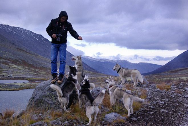 Сказочные хаски в фотографиях