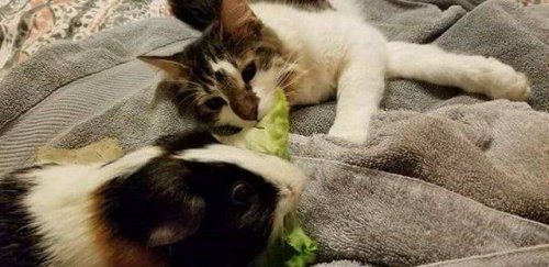 Пушистые милахи 